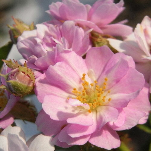 バラ苗 (予約販売) 【パープルスター】 2年大株苗 4号鉢 （ミニチュアローズ ミニバラ）