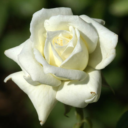 バラ苗 (予約販売) 【ペースセッター】 2年大株苗 4号鉢 （ミニチュアローズ ミニバラ）のサムネイル