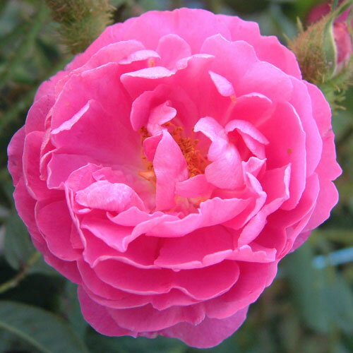 バラ苗 (予約販売) 【アンリマルタン】 2年大株苗 4号鉢 （オールドローズ・原種系）