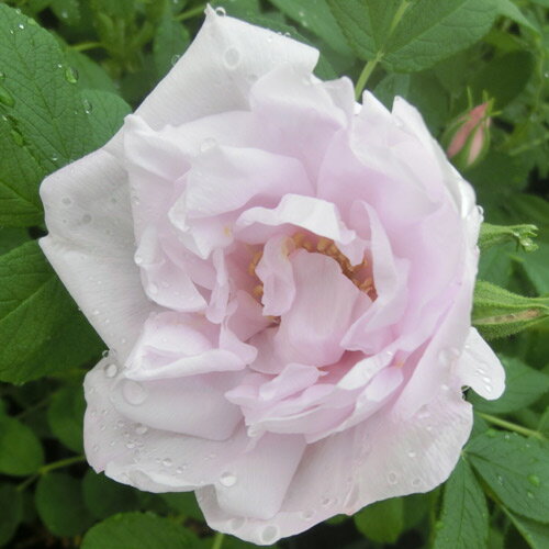 バラ苗2年大株苗4号鉢