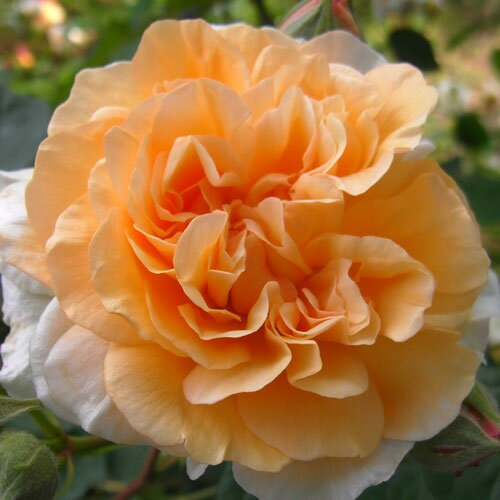 バラ苗 (予約販売) 【バフビューティ】 2年大株苗 4号鉢 （オールドローズ 原種系）