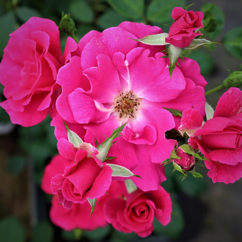 バラ苗 (予約販売) 【ラファイエット】 2年大株苗 4号鉢 （フロリバンダローズ）