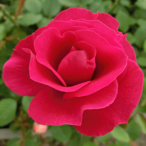 バラ苗 (予約販売) 【ラファイエット】 2年大株苗 4号鉢 （フロリバンダローズ）