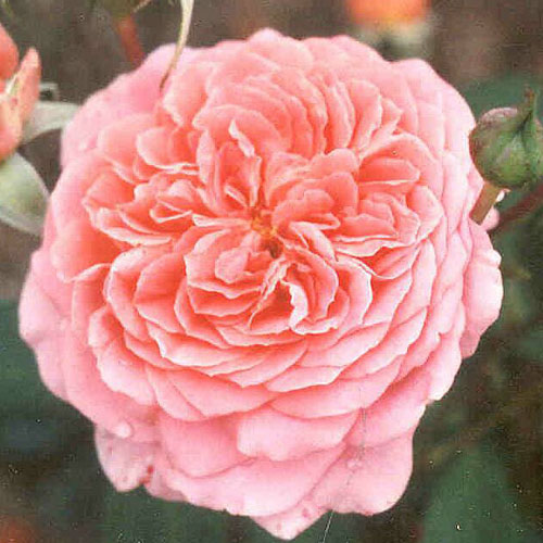 �Х��� (ͽ������) �ڥ��ޥ��� �� 2ǯ����� 4��ȭ �ʥե���Х����������