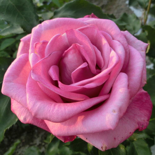 バラ苗 (予約販売) 【フレグラントプラム】 2年大株苗 4号鉢 （フロリバンダローズ）