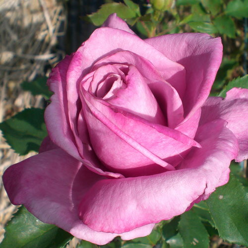 バラ苗 (予約販売) 【フレグラントプラム】 2年大株苗 4号鉢 （フロリバンダローズ）