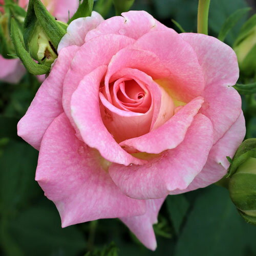 バラ苗 (予約販売) 【エミオ】 2年大株苗 4号鉢 （フロリバンダローズ）