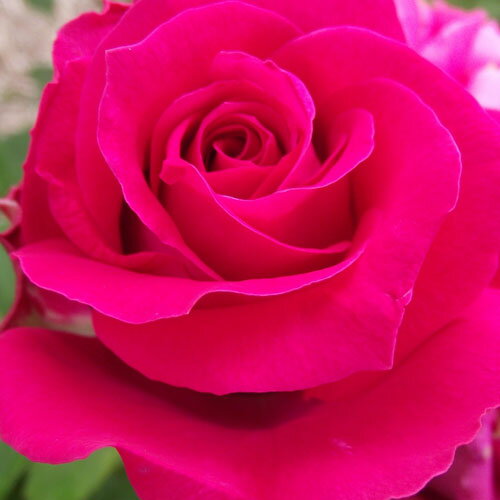 バラ苗 (予約販売) 【エリザ】 2年大株苗 4号鉢 （ハイブリッドティーローズ）