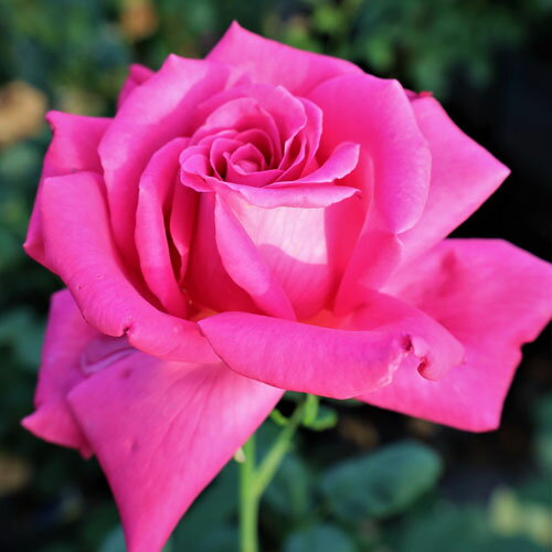 バラ苗 (予約販売) 【ドゥフトラッシュ】 2年大株苗 4号鉢 （ハイブリッドティーローズ）