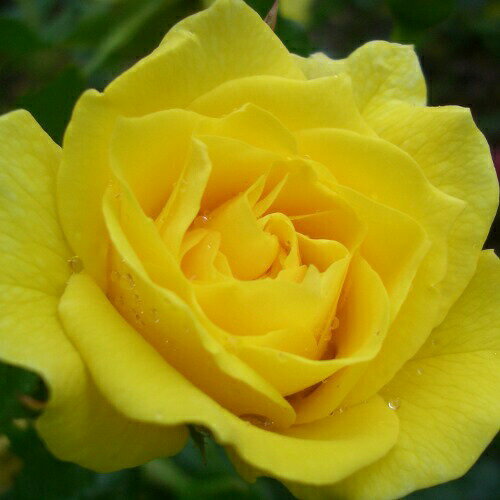 バラ苗 (予約販売) 【フリージア】 2年大株苗 4号鉢 （フロリバンダローズ）