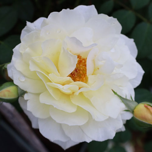 バラ苗 (予約販売) 【ムーンスプライト】 2年大株苗 4号鉢 （フロリバンダローズ）