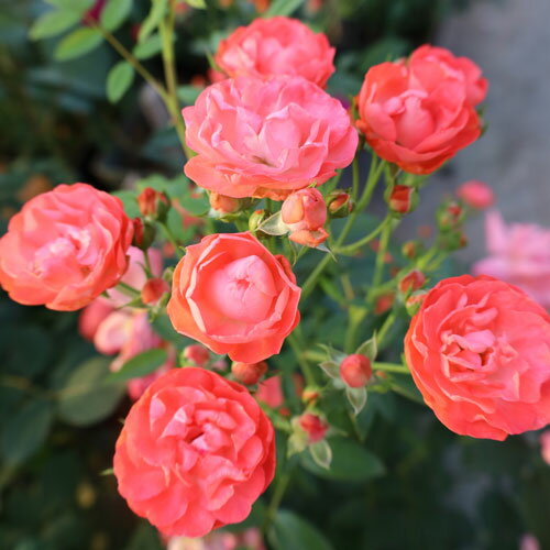 Rose - バラ苗 (予約販売) 【CLファザーズディ】 新苗 4号鉢 （クライミングローズ(つるバラ)）