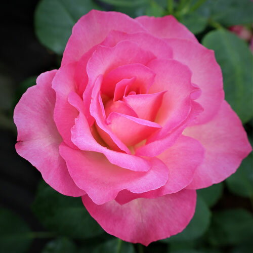 Rose - バラ苗 (予約販売) 【ストロベリーアイス】 新苗 4号鉢 （フロリバンダローズ(中輪木立)）