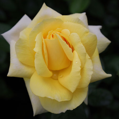 其它 - バラ苗 (予約販売) 【ミケランジェロ 】 新苗 4号鉢 （ハイブリッドティーローズ(大輪直立)）