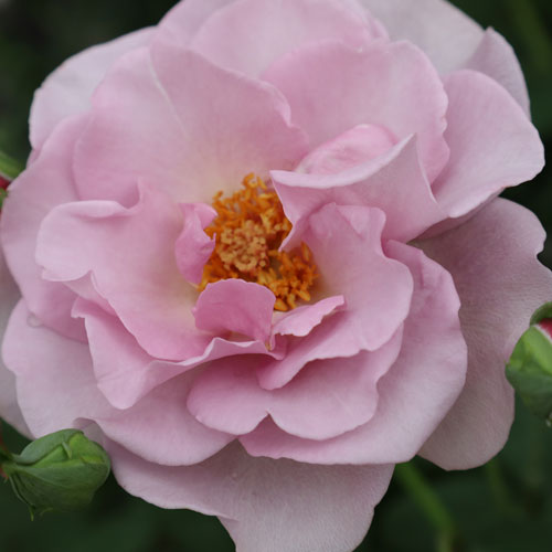Rose - バラ苗 (予約販売) 【エンジェルダンス】 新苗 4号鉢 （フロリバンダローズ(中輪木立)）