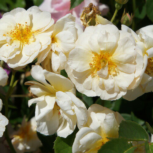 バラ苗2年大株苗4号鉢