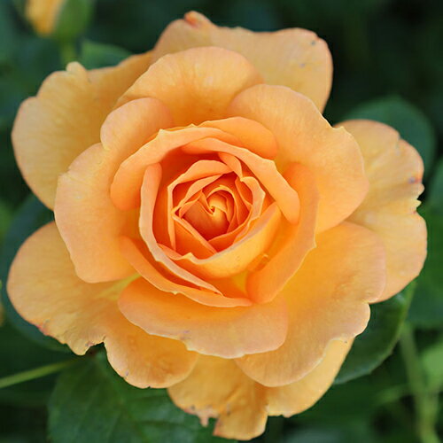 バラ苗 (予約販売) 【ゴルデルゼ】 2年大株苗 4号鉢 （フロリバンダローズ）