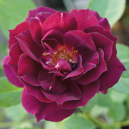 バラ苗 (予約販売) 【ミッドナイトブルー】 2年大株苗 4号鉢 （クライミングローズ つるバラ）