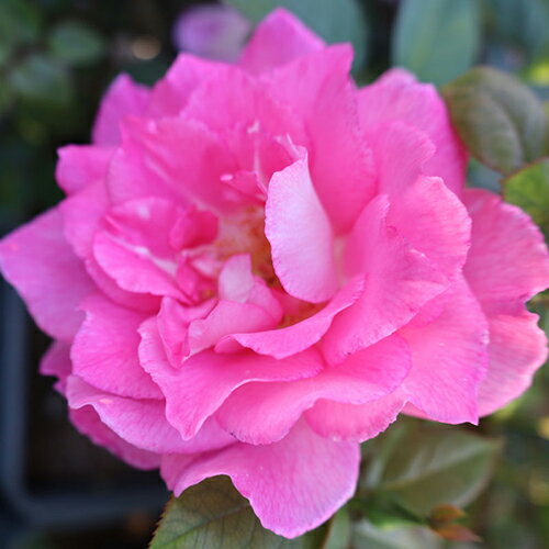 バラ苗 (予約販売) 【ボルネオオドール】 2年大株苗 4号鉢 （フロリバンダローズ）