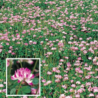 れんげ草 種子 お徳用大パック 1kg 【 蓮華 レンゲ 種 花の種 水田裏作 景観 緑肥用 】のサムネイル