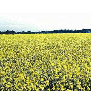 たらの芽販売　山菜直売中　看板　(1)　600×300mm　木製支柱付表示板