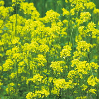 緑肥・牧草 種 【 緑肥用からしな 黄花のちから(からしな) 】 種子 1kg ( 種 野菜 野菜種子 野菜種 )
