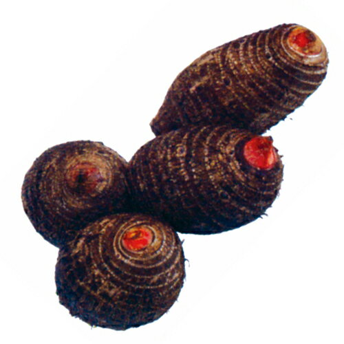 里芋 国産 【赤芽大吉】 種芋 1kg（7〜10個入り）