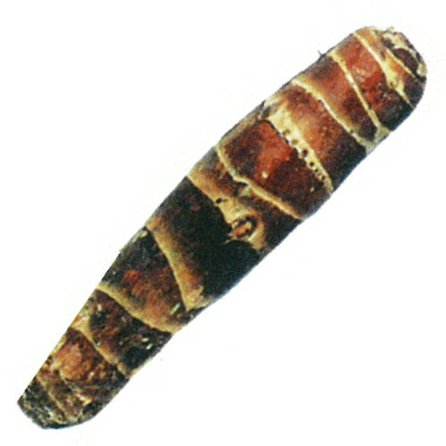 里芋（さといも） 国産 【竹の子芋（京芋）】 種芋 300g（2〜3個入り）[ サトイモ タネイモ 栽培 通販 販売 ]のサムネイル