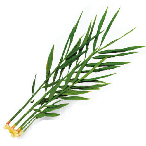 しょうが 国産 【 小生姜 】 生姜種 種芋 300g入り [ ショウガ 通販 販売 ]