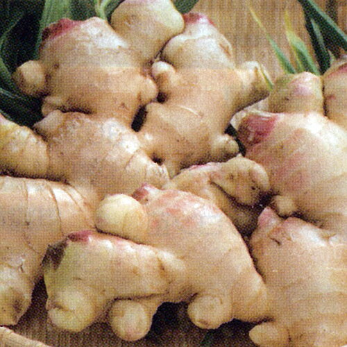 しょうが 国産 【 龍馬生姜（土佐一生姜） 】 生姜種 種芋 700g入り [ ショウガ 通販 販売 ]