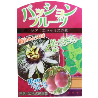 南国フルーツ 苗 【 パッションフルーツ エドゥリス赤紫】 10.5cmポット苗 1本 別名 くだもの時計草