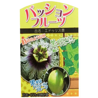 南国フルーツ 苗 【 パッションフルーツ エドゥリス黄】 10.5cmポット苗 1本 別名 くだもの時計草