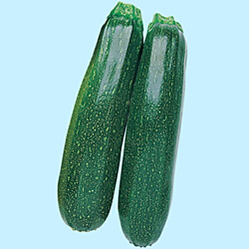 かぼちゃ苗 2本セット 【 ズッキーニ　緑 】 (予約販売） [ 南瓜 カボチャ 野菜 苗 通販 野菜苗 販売 ]