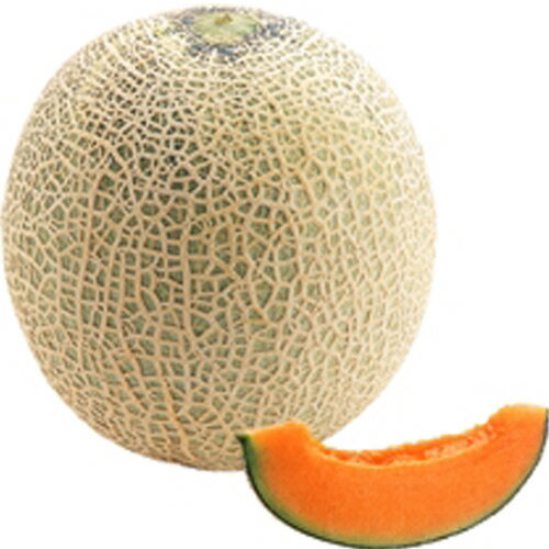 メロン接ぎ木苗 2本セット 【 赤肉メロン 】 (予約販売） [ 野菜 苗 通販 野菜苗 販売 ]のサムネイル