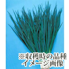 ねぎ苗 【九条ネギ 1束（約25～40本）】 [ 葱苗 販売 野菜苗 家庭菜園 ]