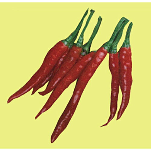 とうがらし苗 【 タカノツメ 】 苗 4本セット 【予約販売】 [ 鷹の爪 鷹のツメ 唐辛子 トウガラシ 家庭菜園 野菜 苗 通販 野菜苗 販売 ]のサムネイル