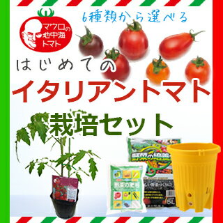 【送料無料】【 はじめてのイタリアントマト栽培セット 】地中海トマト苗 1本付き 栽培セット