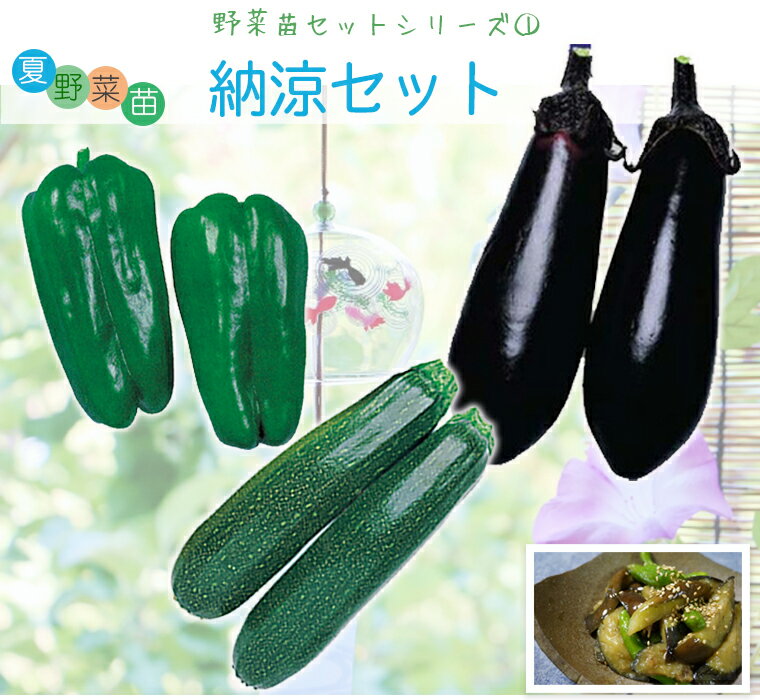 夏野菜苗 納涼セット（ナス苗 ズッキーニ苗 ピーマン苗各4本、計12本セット）