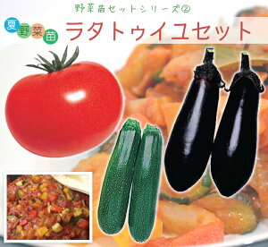 夏野菜苗 ラタトゥイユセット（トマト苗、ナス苗 ズッキーニ苗各4本、計12本セット）