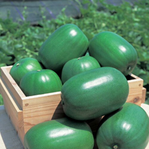 冬瓜苗 【 姫冬瓜 】 苗 4本セット 【予約販売】 [ とうがん トウガン 野菜 苗 通販 野菜苗 販売 ]のサムネイル