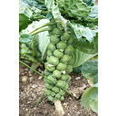 キャベツ 野菜苗 【早生子持】 苗 6本セット 【予約販売】