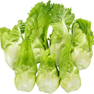 つけな 苗 祝蕾 12本セット 予約販売 野菜の苗 農業屋 Com つけな 苗 祝蕾 12本セット 予約販売 野菜の苗 農業屋 Com