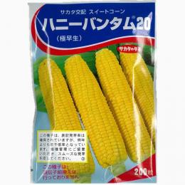 とうもろこし 種 【ハニーバンダム20】 200粒 （ 種 野菜 野菜種子 野菜種 ） ★