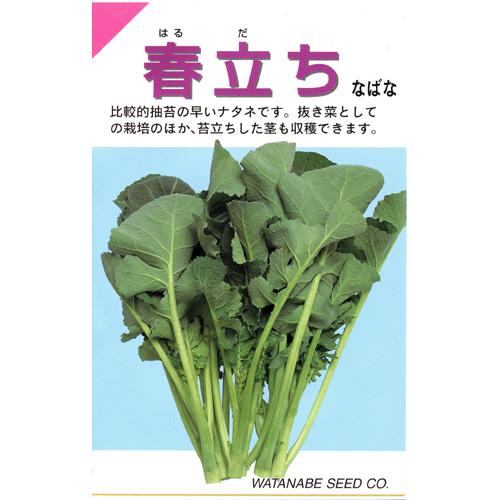 漬け菜 種 【 葉菜類 春立ち 】 小袋（3．3ml） ( 漬け菜の種 )