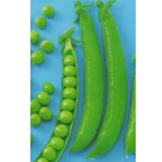 実取エンドウ 種 【ロングピース】 小袋 （ 種 野菜 野菜種子 野菜種 ）