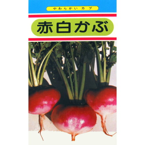 カブ 種 【 赤白かぶ 】 種子 小袋（約8ml） （ 種 野菜 野菜種子 野菜種 ）