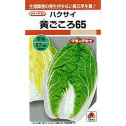 白菜 種 【 黄ごころ65 】 種子 L5千粒 （ 種 野菜 野菜種子 野菜種 ）