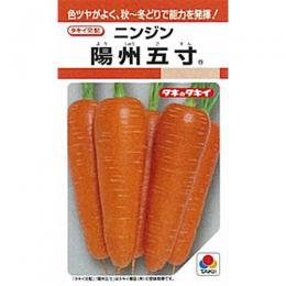 にんじん 種 【 陽州五寸 】 種子 L1万粒 （ 種 野菜 野菜種子 野菜種 ） ★