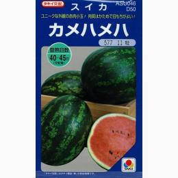 樂天商城 - スイカ 種 【 カメハメハ 】 小袋(DF 9粒) ( スイカの種 )
