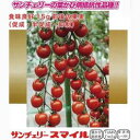 ミニトマト 種 【サンチェリースマイル】 100粒( 種 野菜 野菜種子 野菜種 ) ★